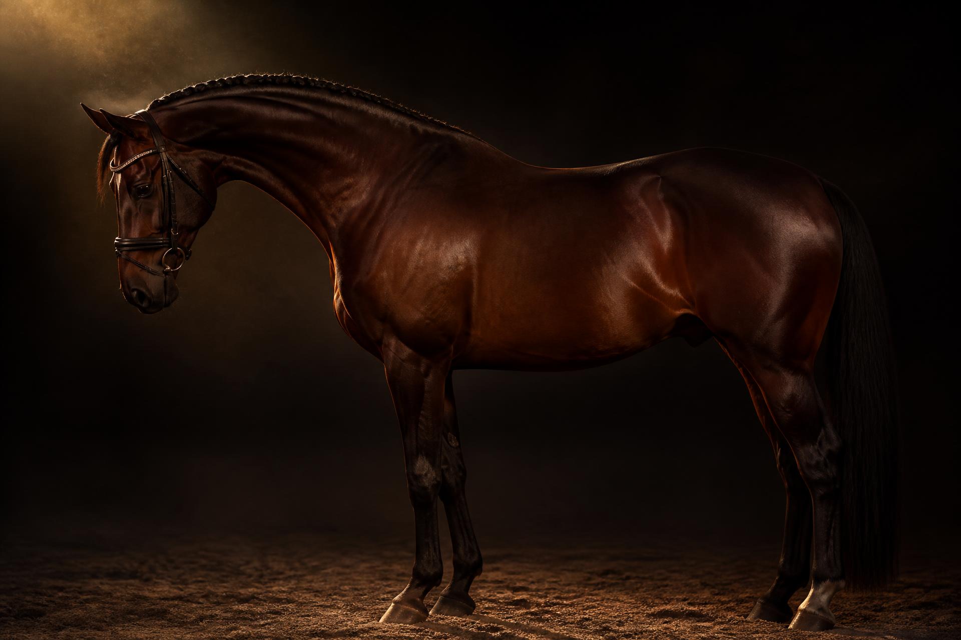 Cinematic portrait of a dressage horse